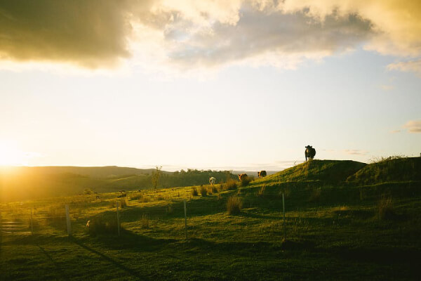 Yarra Valley Cow Farm Yarra Velley