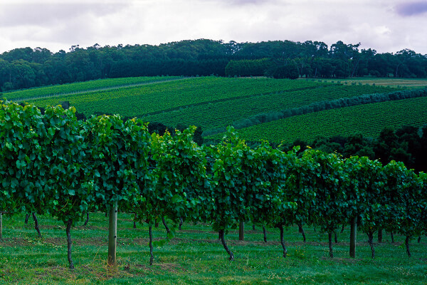 Mornington Peninsula Vineyard Image